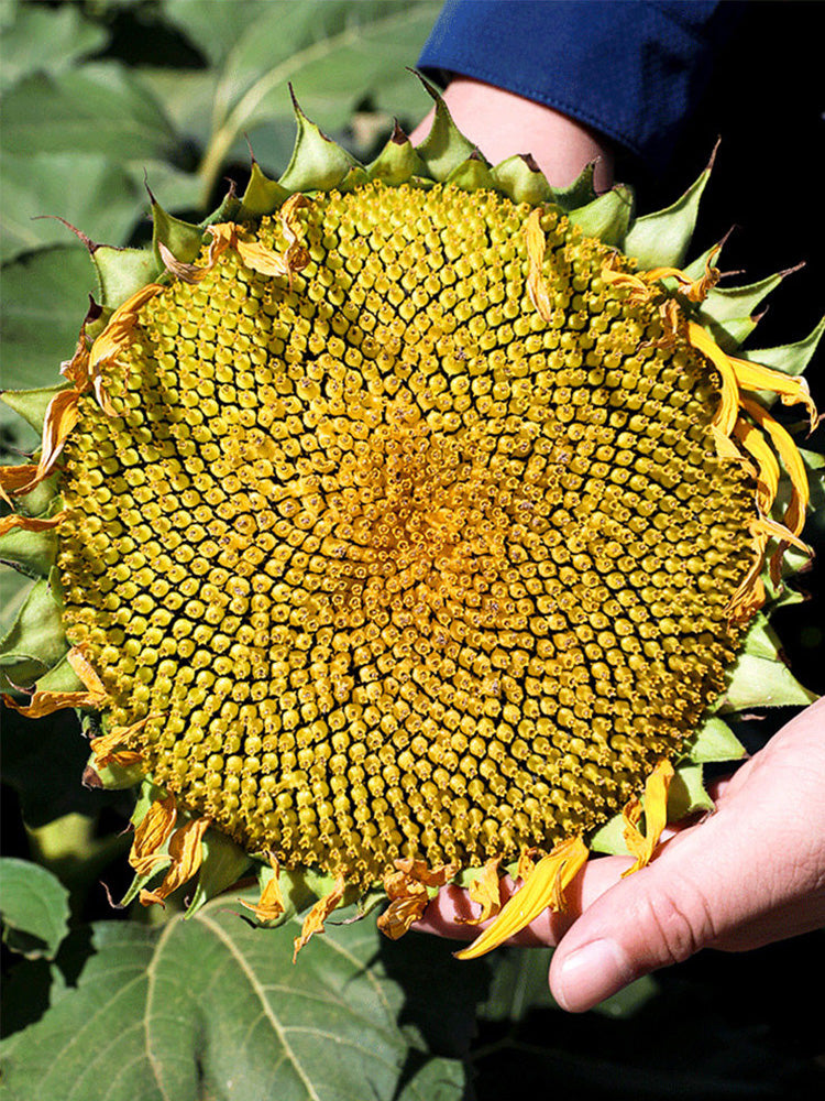 Black Three-Stripe Sunflower