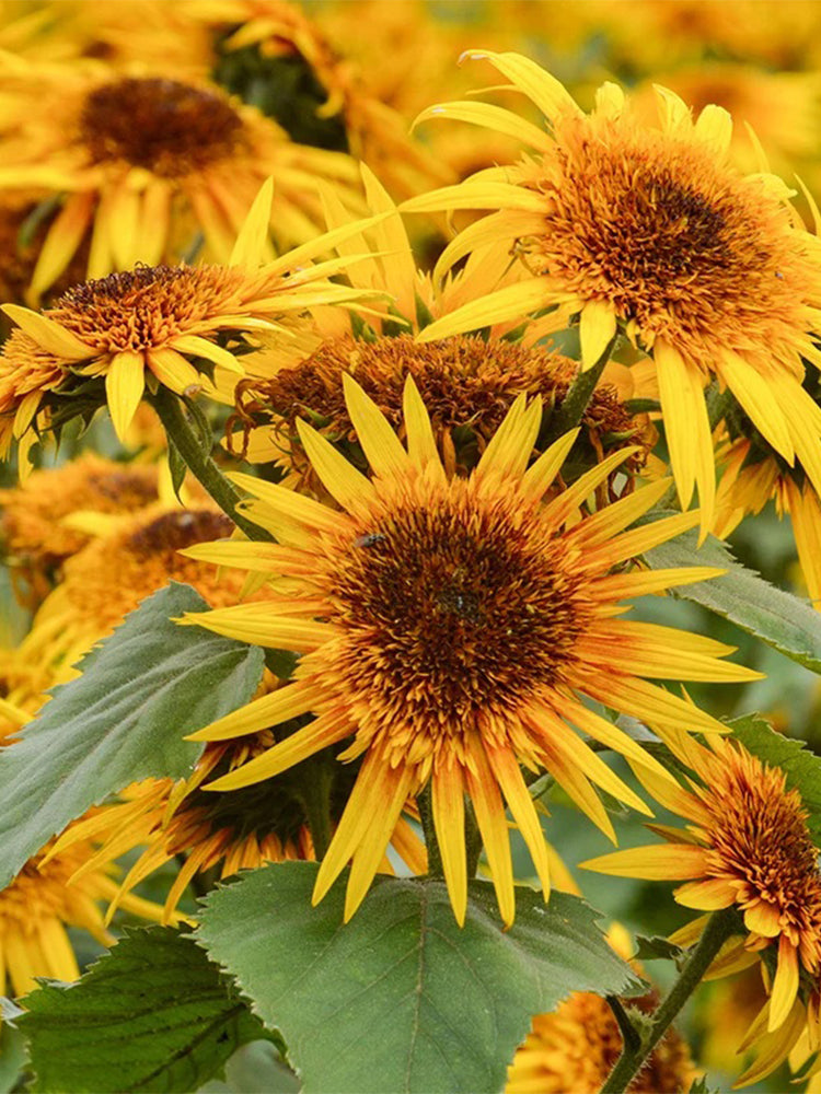 Meteor Double Sunflower