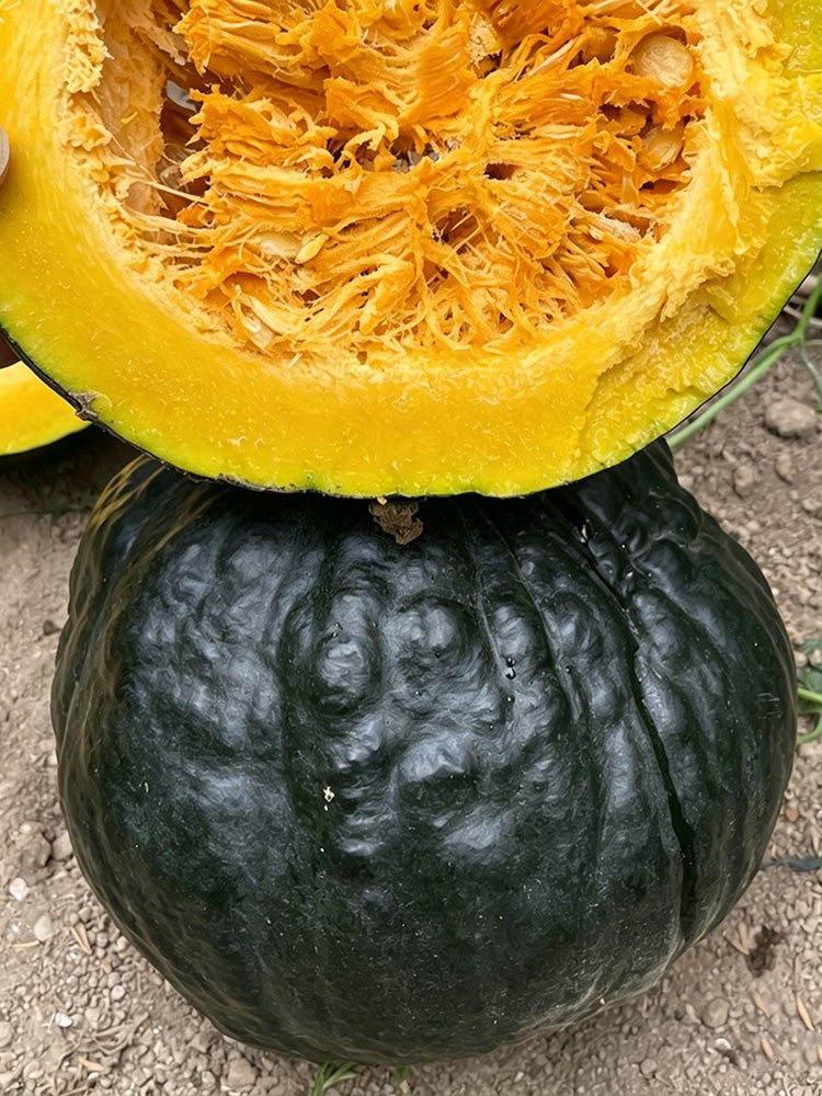 Sweet as Honey Pumpkin