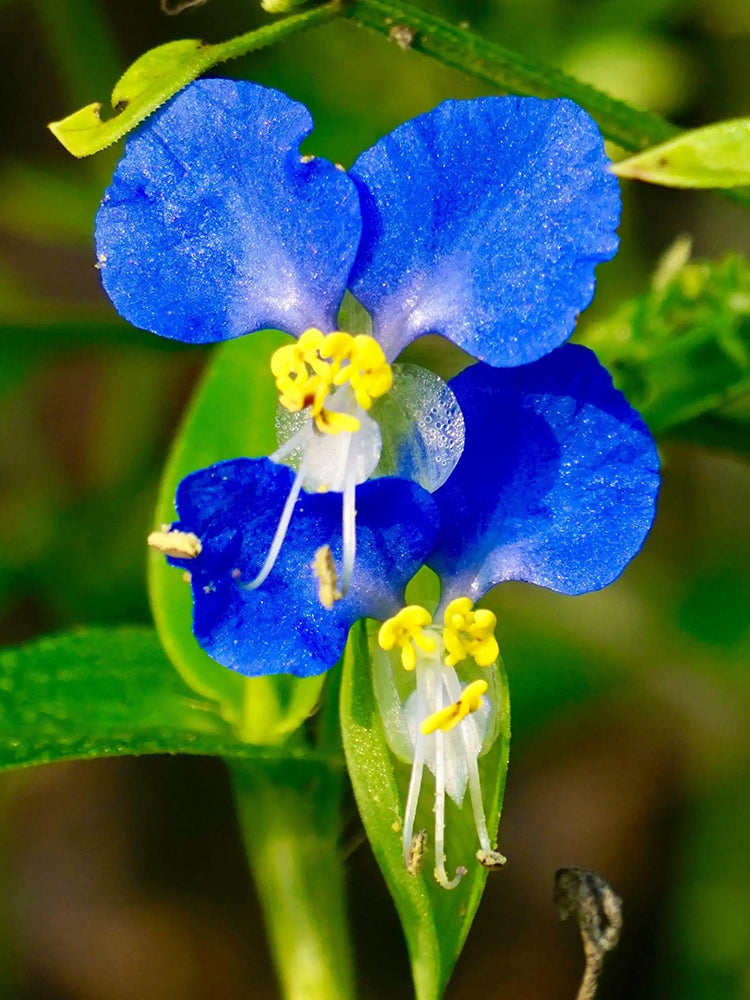 asiatic dayflower herbicide control Bellfarm® Asiatic Dayflower Seeds, Commelina communis – MUCIAKIE