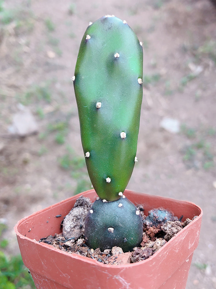 Opuntia debreczyi 'Little Clay Figure'