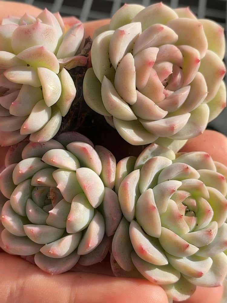 Echeveria 'Monroe'