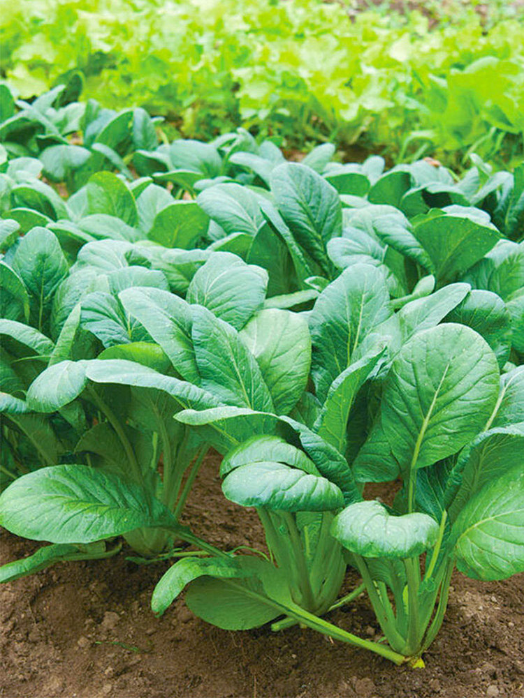Little Shanghai F1 Bok Choy