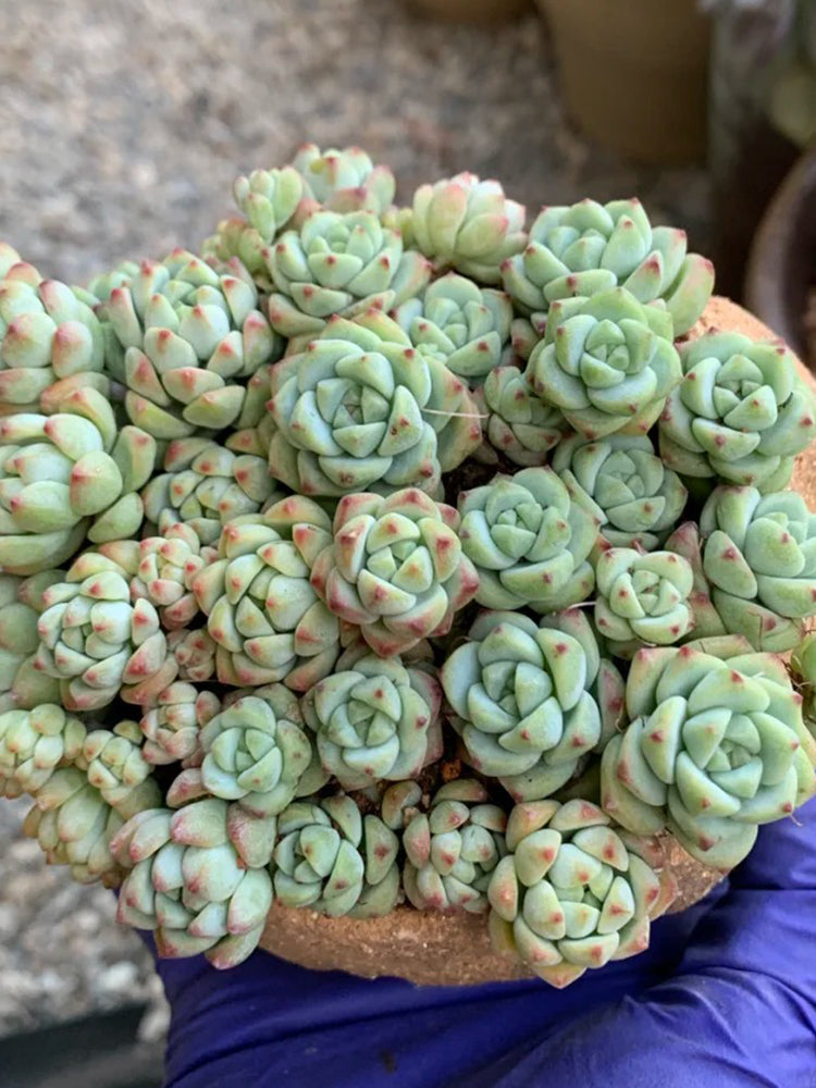 Echeveria Caramel Spirit