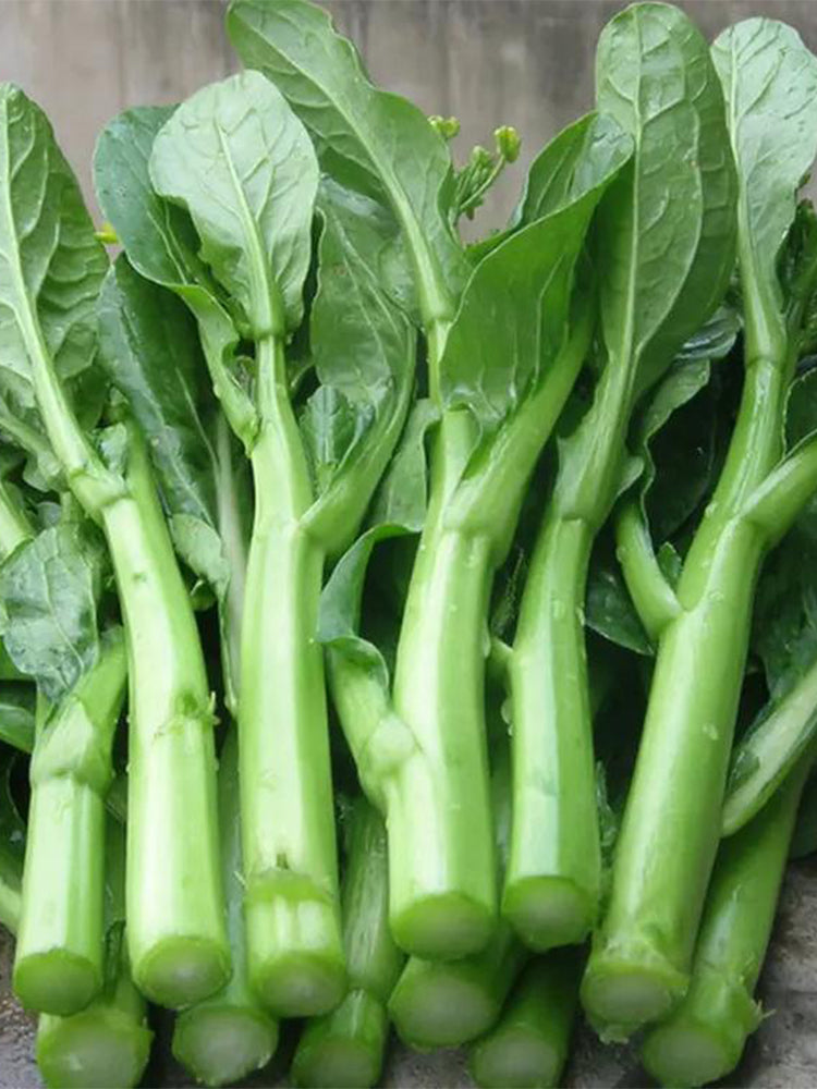 'Sijiu' No-Fiber Pointed-Leaf Choy Sum