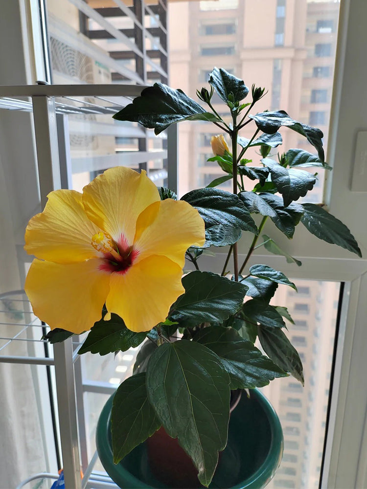 Pale Yellow Hibiscus