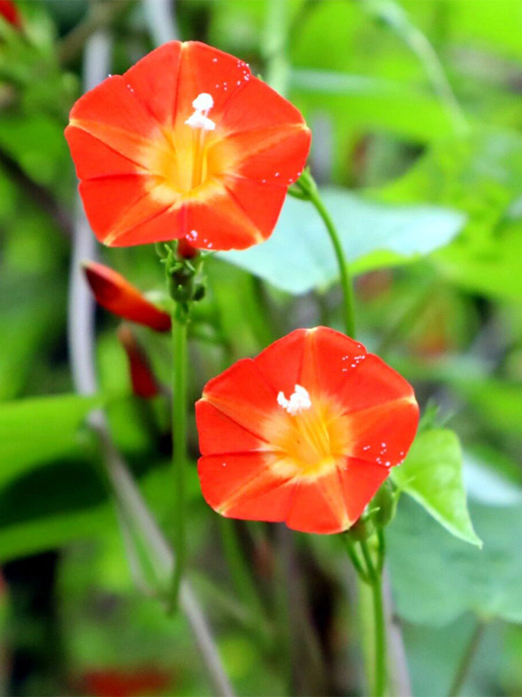 Hezhichun Cardinal Climber