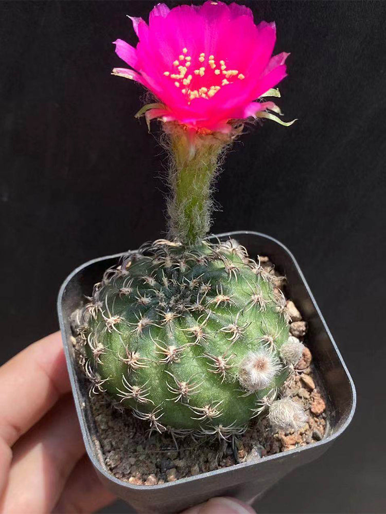 Lobivia famatimensis