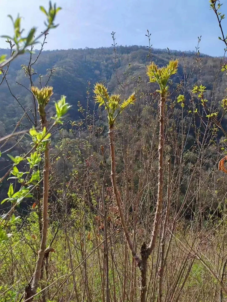 Aralia Shoots