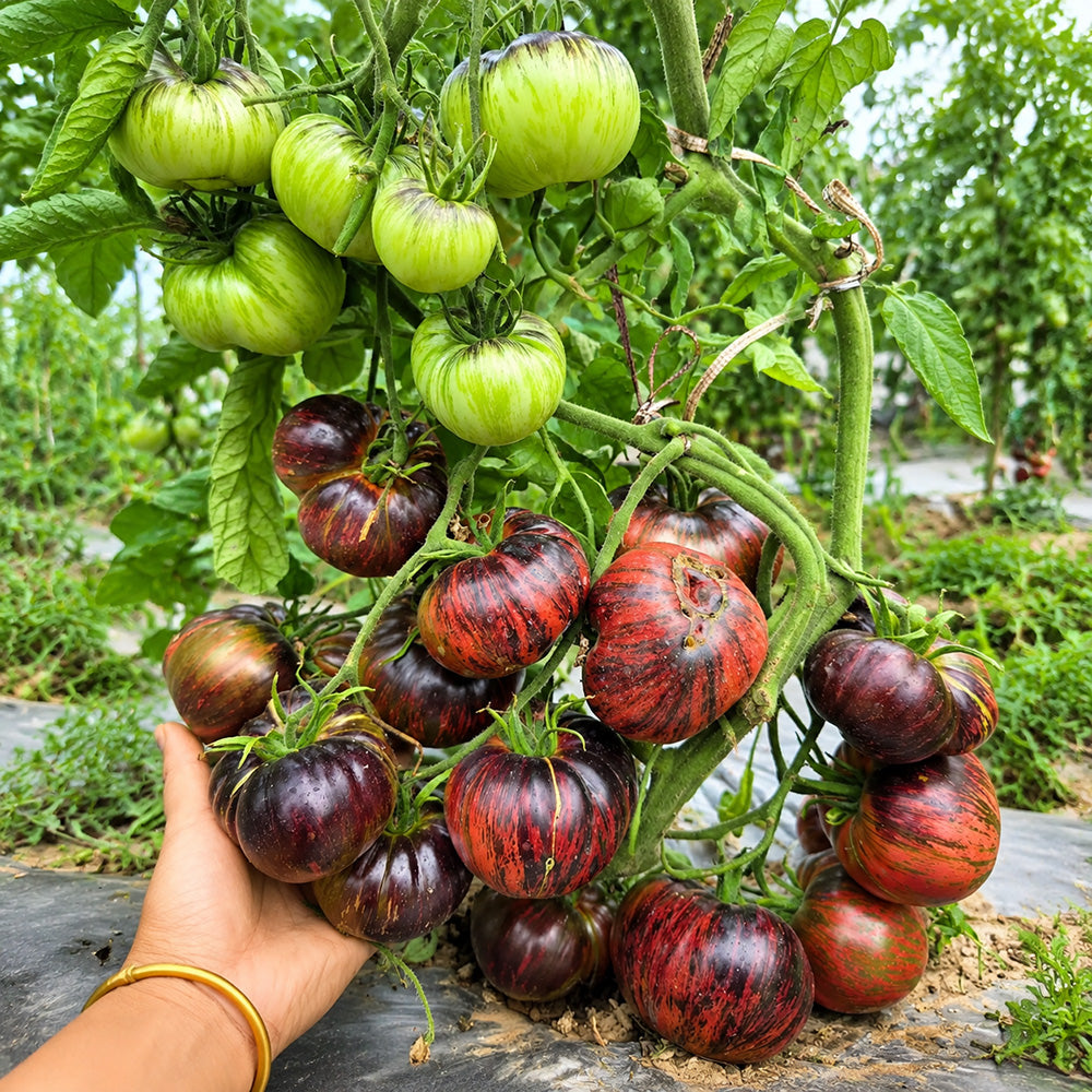 56 Rebel × Marsha's Beefsteak Tomato