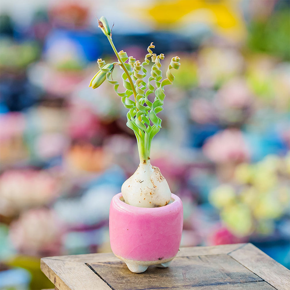 TD005 Albuca concordiana 'Guifei' Dormant Bulb