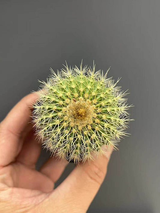 Parodia schumanniana