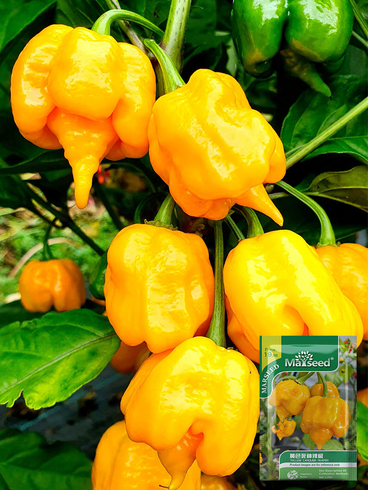 Yellow Carolina Reaper Pepper