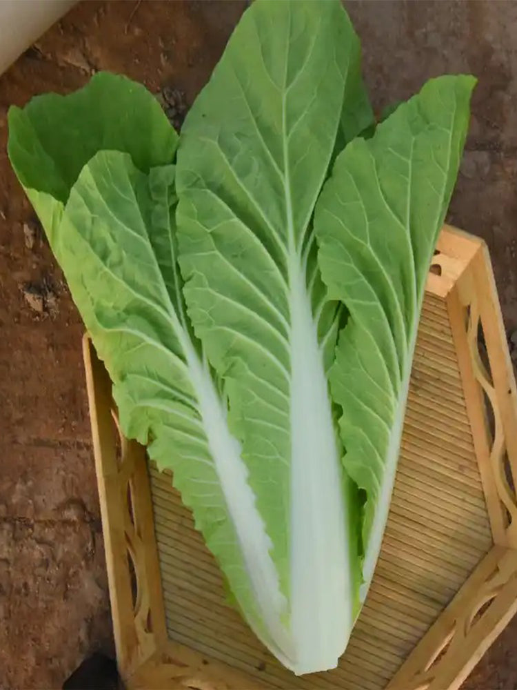 White-Stemmed Bok Choy