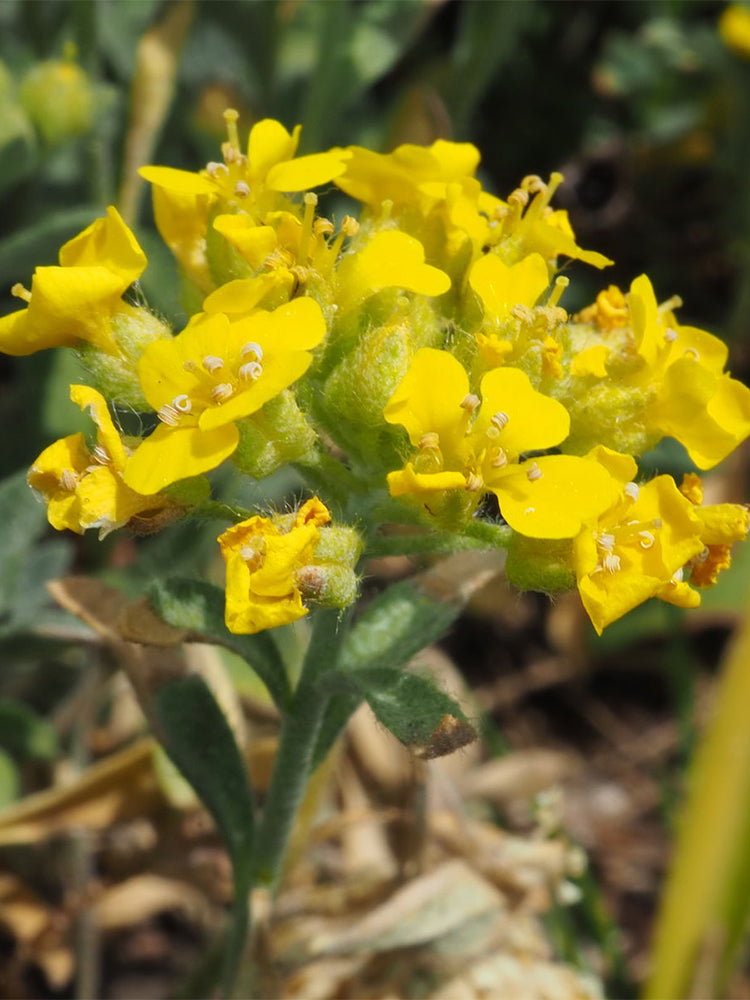 Mountain Alyssum