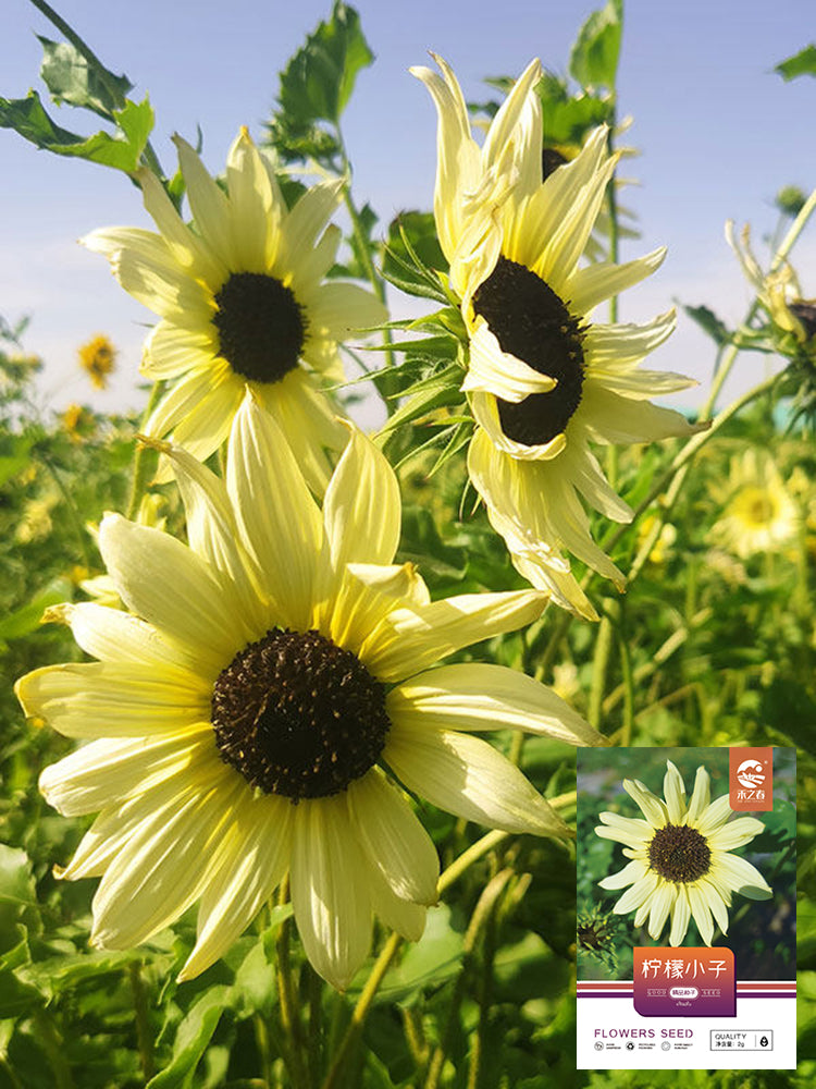'Lemon Boy' Ornamental Sunflower