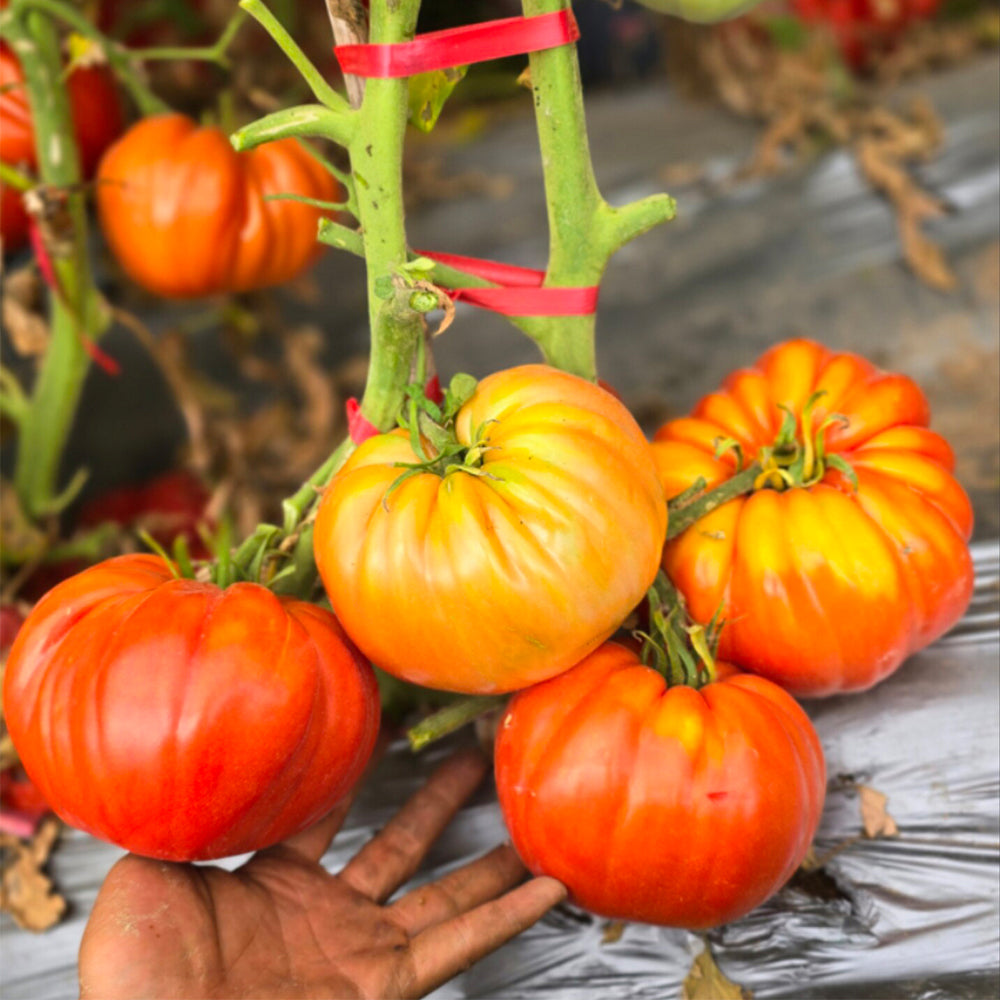 696 Russian Bogatyr Tomato