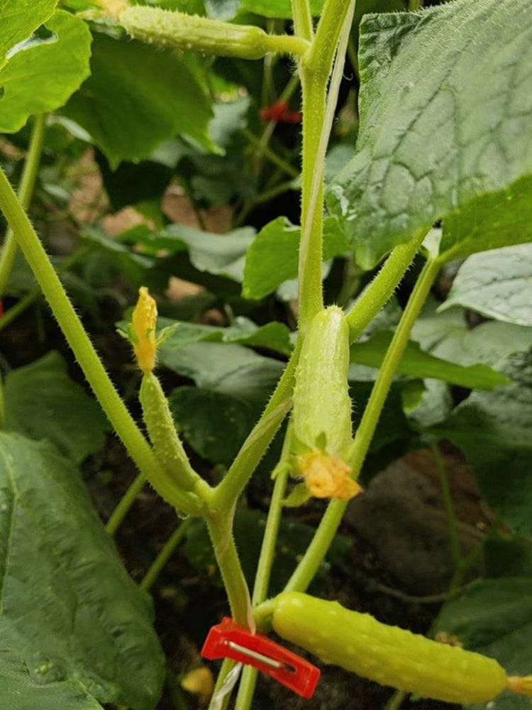 Zhongnong Cuiyu No. 2 Cucumber