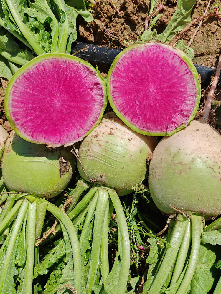 Xinlimei Radish
