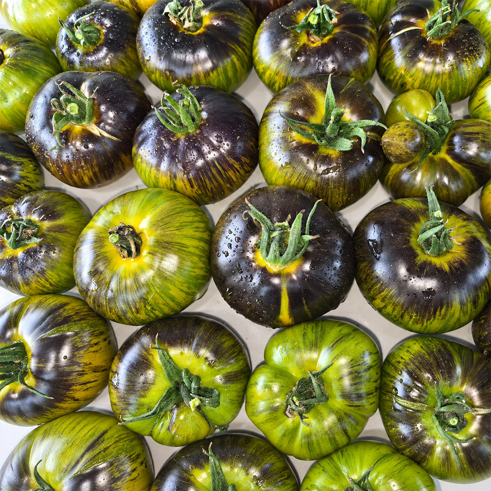 411 Xanadu Green Goddess Tomato