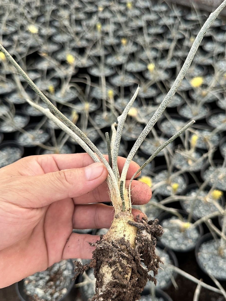 Astrophytum caput-medusae