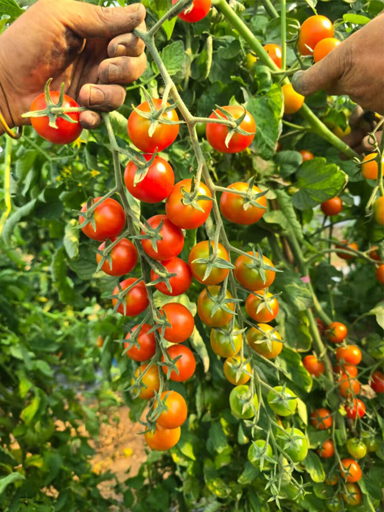 940 Amber Cherry Tomato