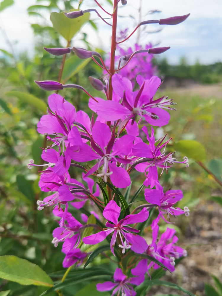 fireweed (Chamerion angustifolium)