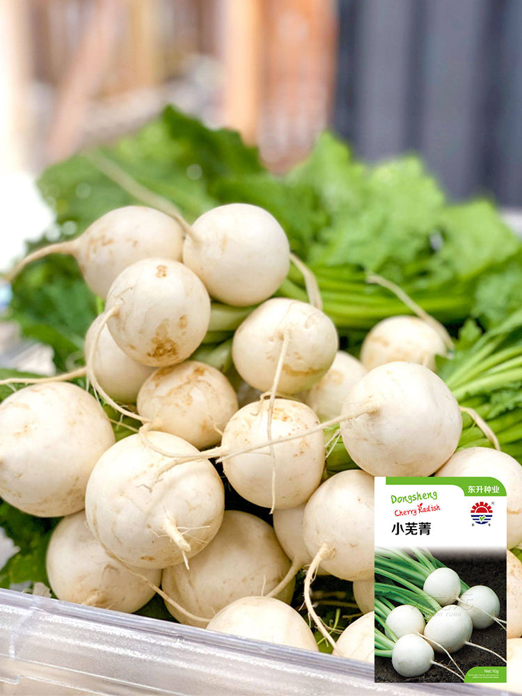 Dongsheng Baby Turnip