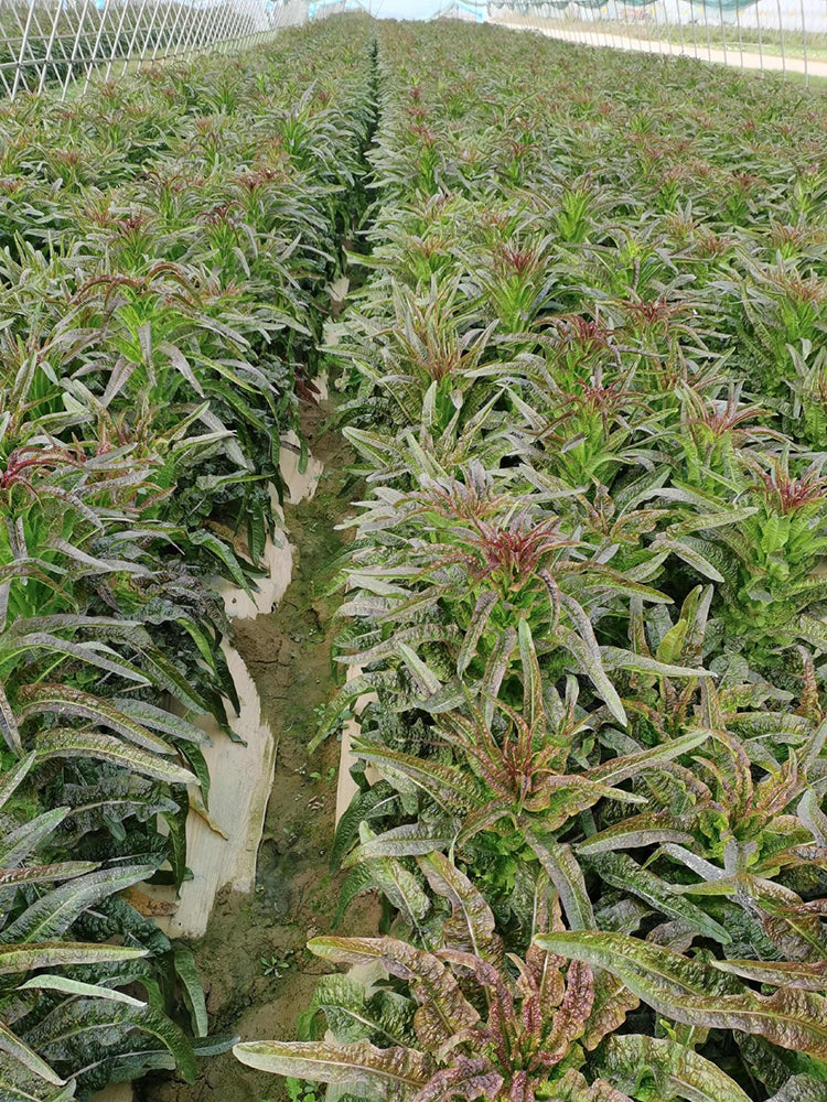 Dawn Red Lettuce