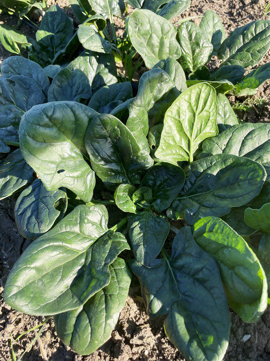 Shengdanbo 3108 Prostrate Spinach