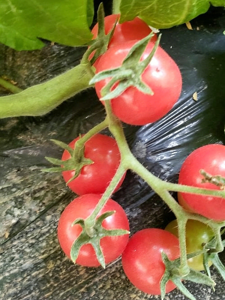 Saint Anne Cherry Tomato