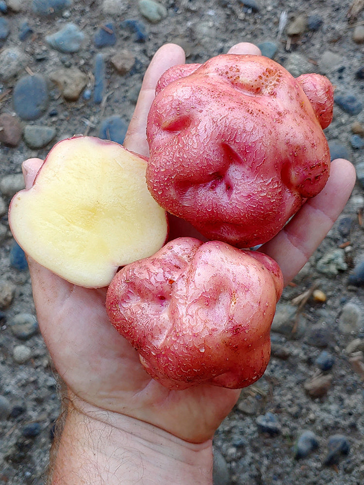 True Potato Seeds (TPS), Yum Llum