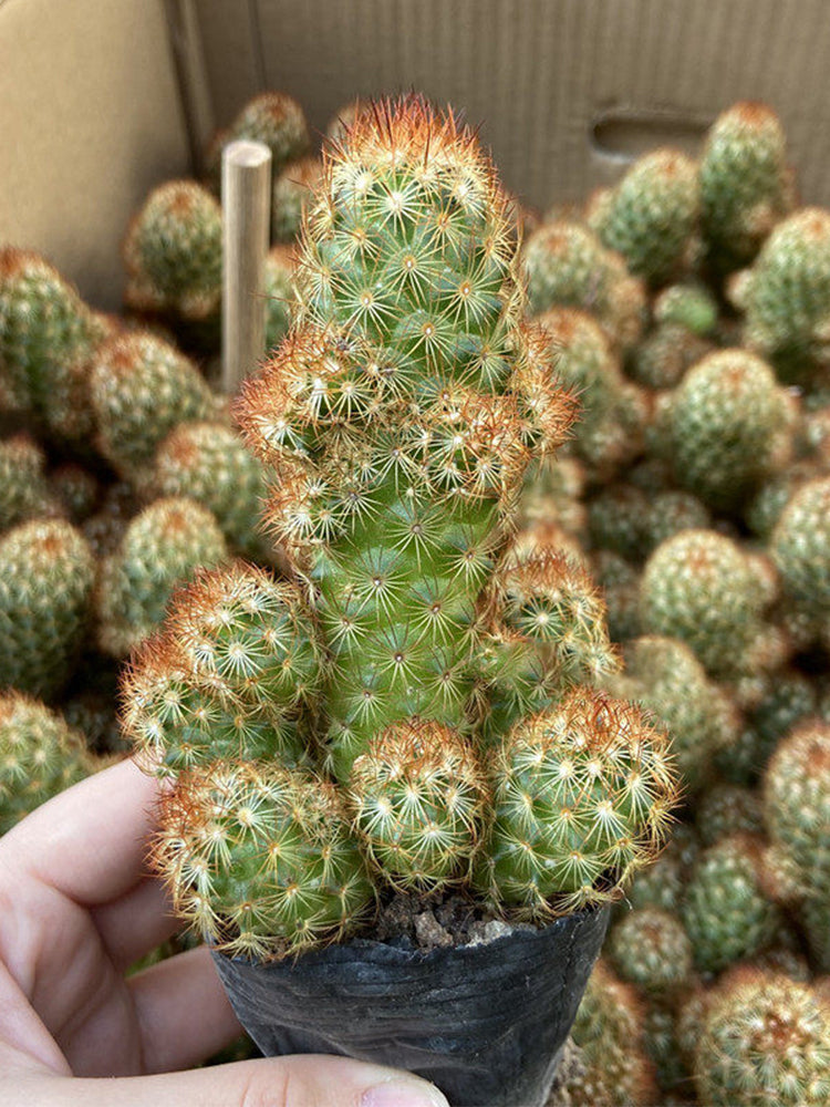 Mammillaria elongata