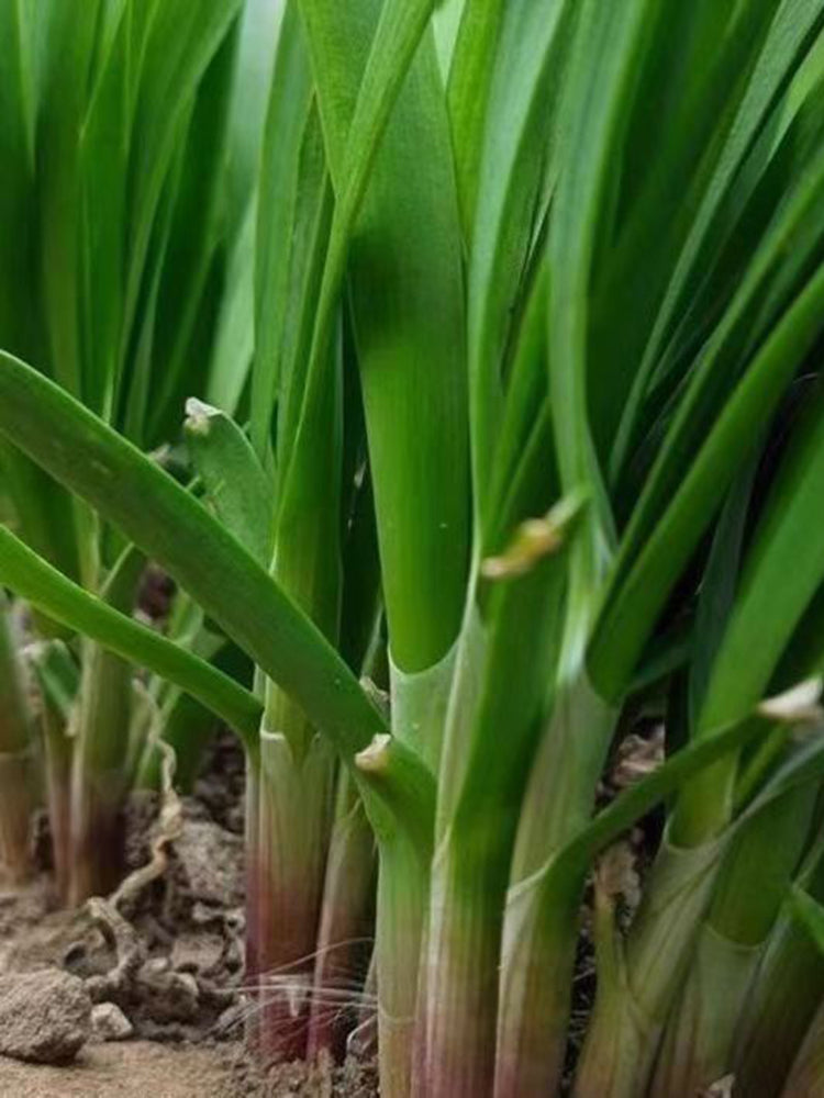 Shandong Red-Root Leek
