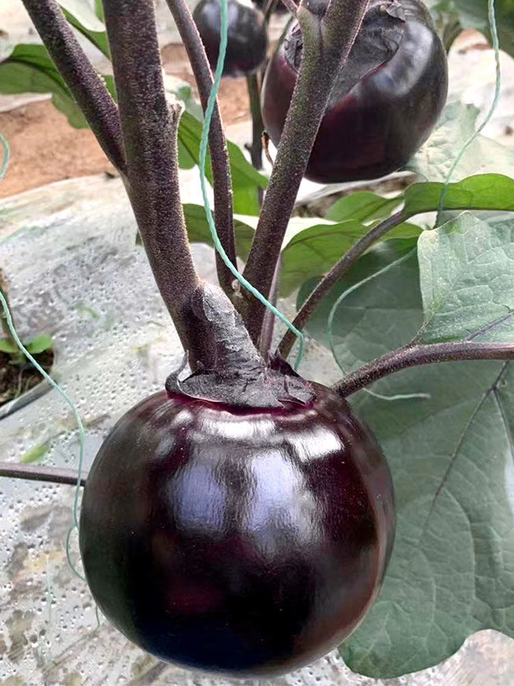 'Heiyuanshuai' Round Eggplant