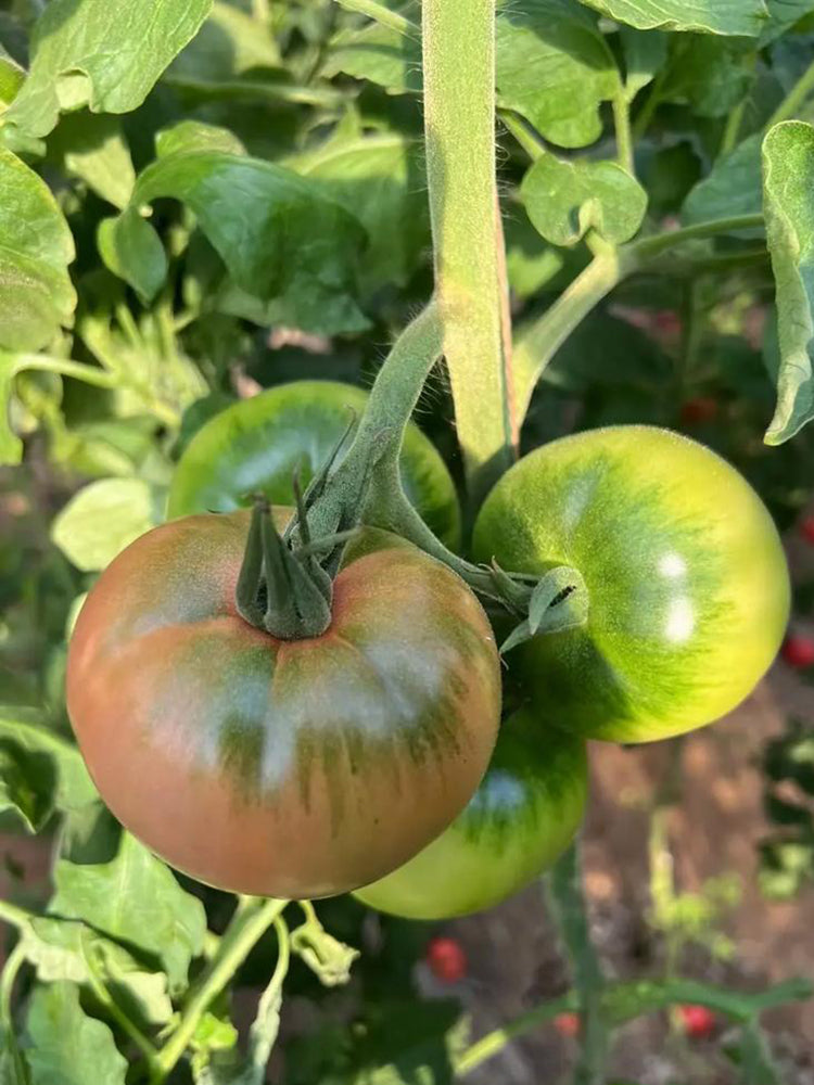 Xingchi Big Strawberry Tomato