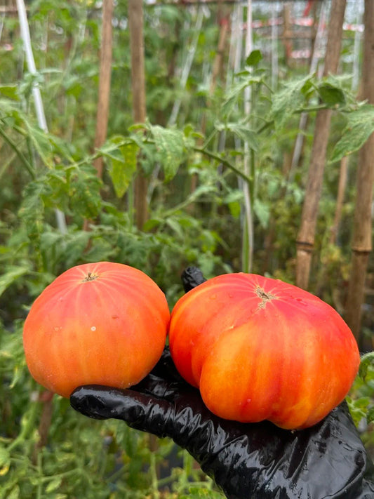 'Fairytale' Tomato
