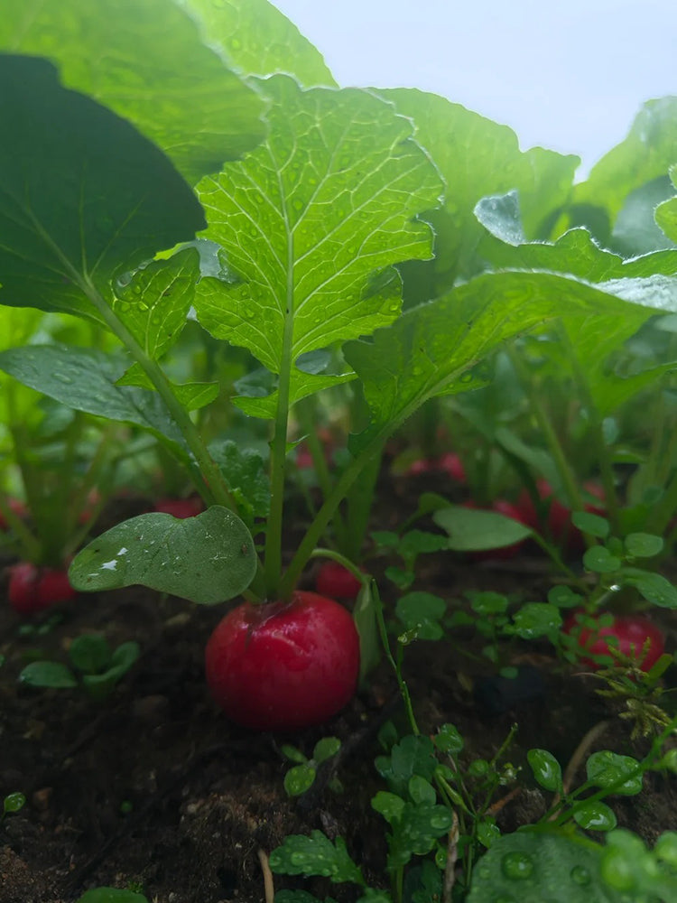 Meiying Cherry Radish