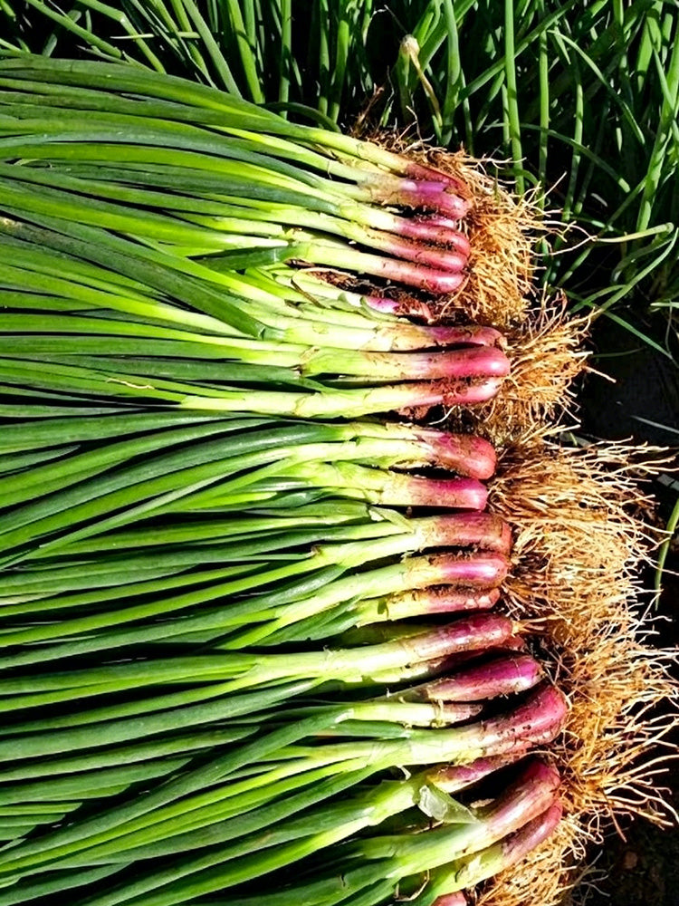 Shouhe Red Skin Scallion