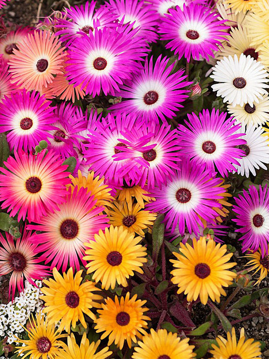 Trailing Ice Plant (Lampranthus spectabilis)