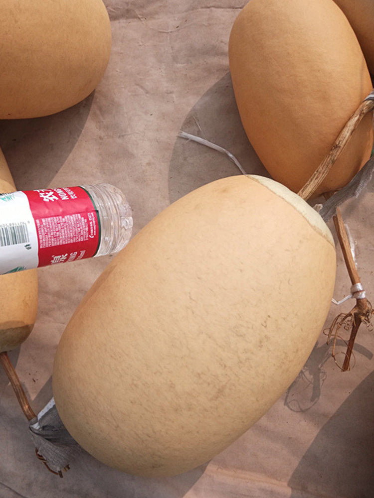 'Large Winter Melon' Gourd
