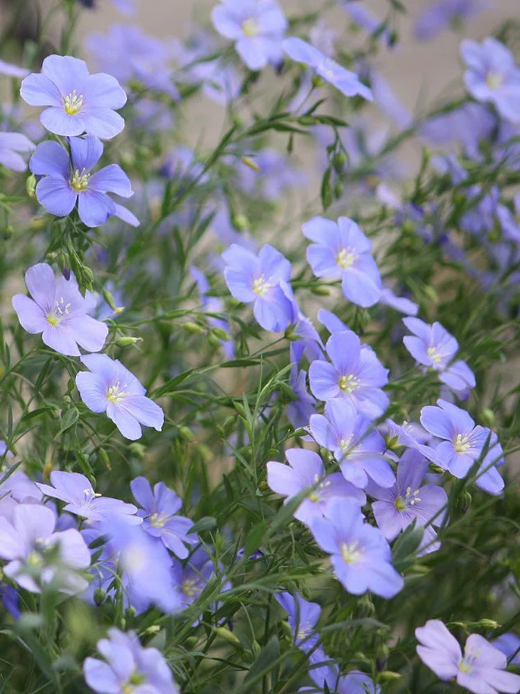 Blue Flax