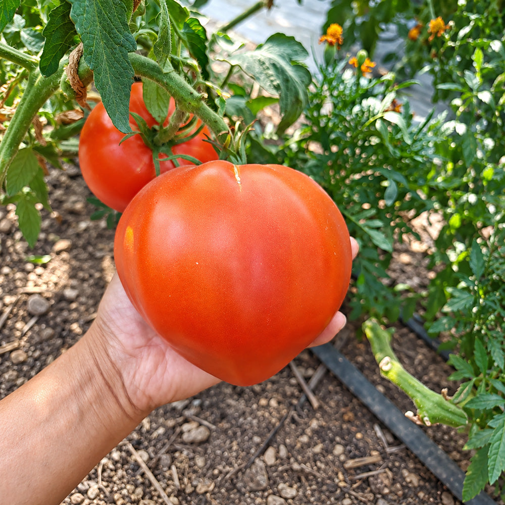 193 Momini Salzi (Maiden's Tears) Tomato