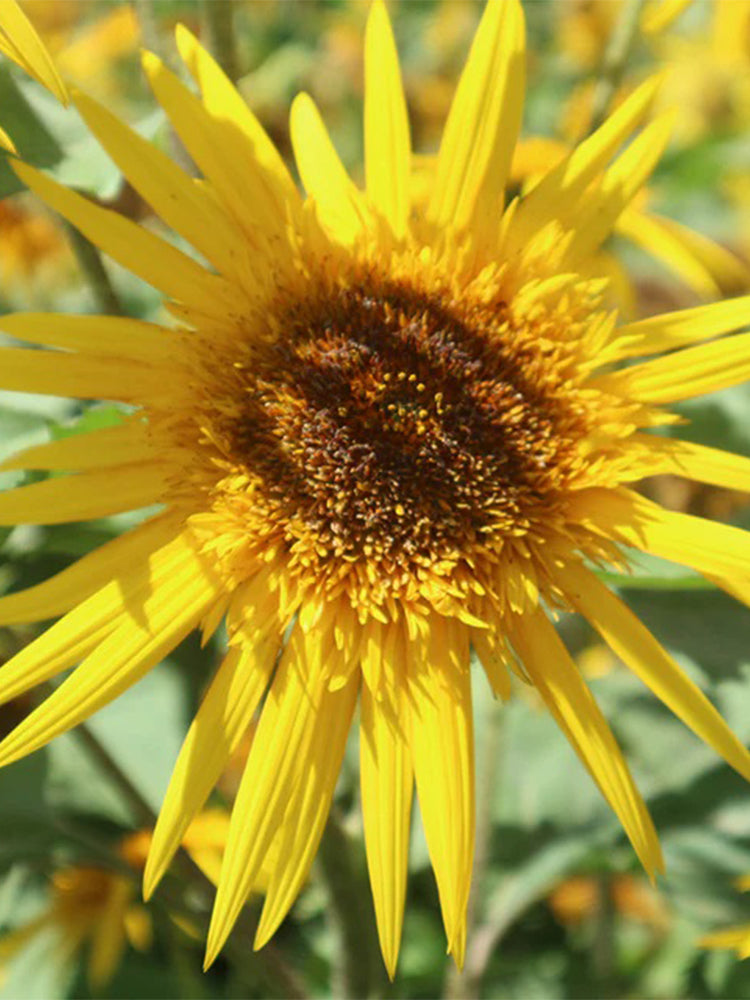 Meteor Double Sunflower