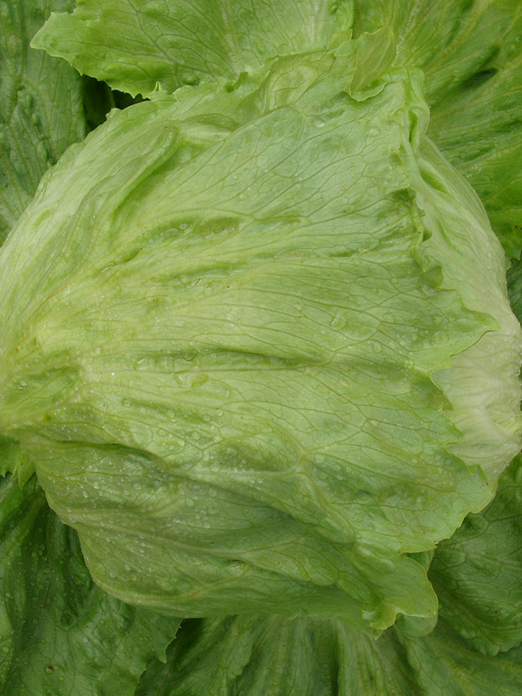 Caesar Crisphead Lettuce