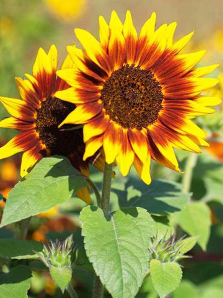 'Solar Eclipse' Ornamental Sunflower