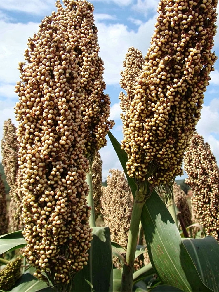 'Bainuo No.1' White Waxy Sorghum