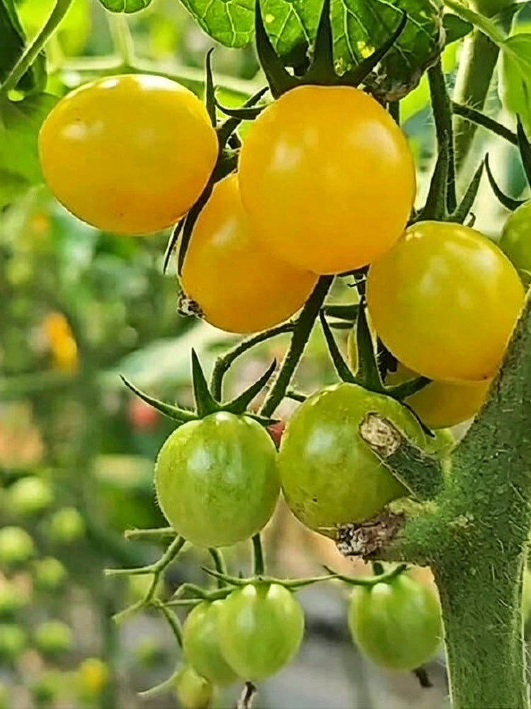 Charlotte F1 Tomato