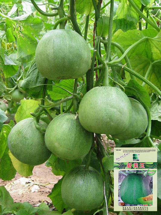 Xin Meiyu F1 Melon