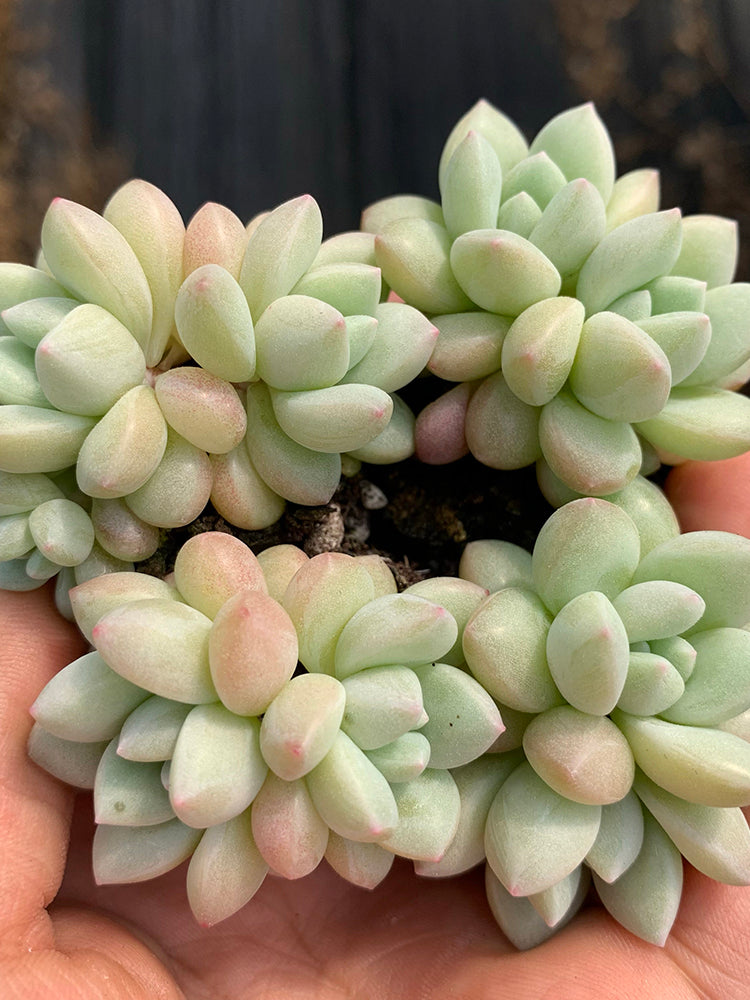 Echeveria cv. 'Bubblegum'